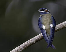 Whiskered Treeswift