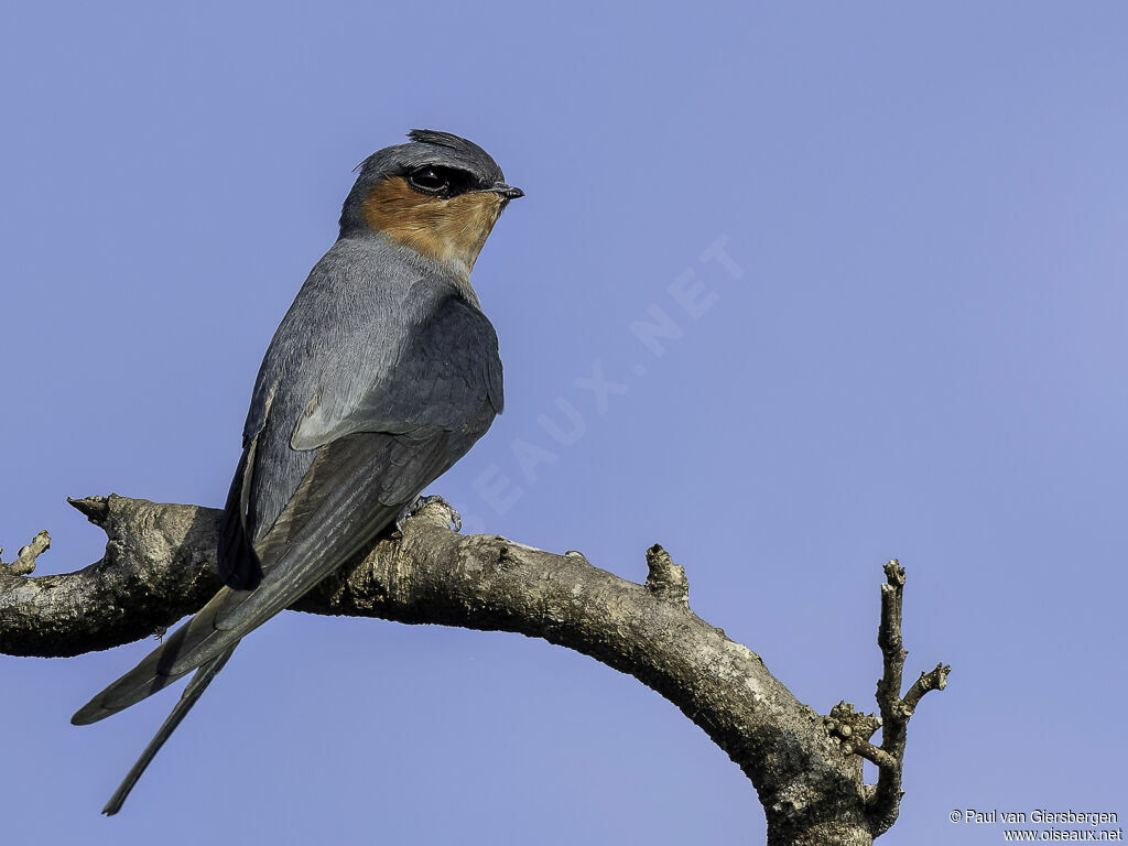 Crested Treeswiftadult