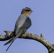 Crested Treeswift