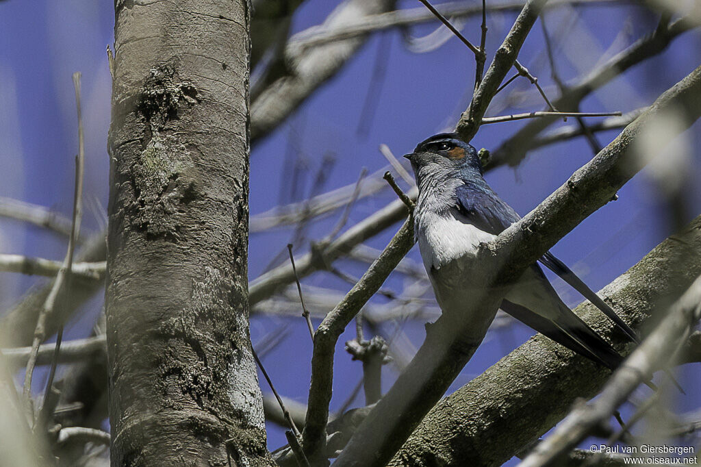 Grey-rumped Treeswiftadult