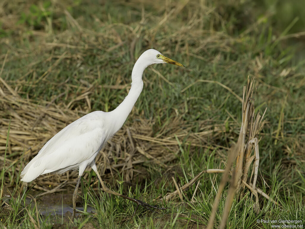 Yellow-billed Egretadult