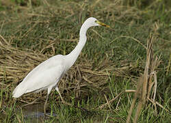 Yellow-billed Egret