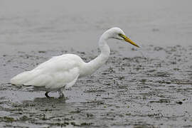 Yellow-billed Egret