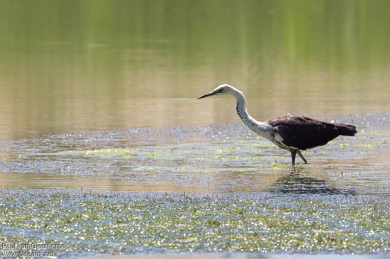 White-necked Heronadult, habitat, fishing/hunting