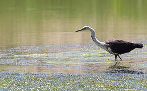 White-necked Heron