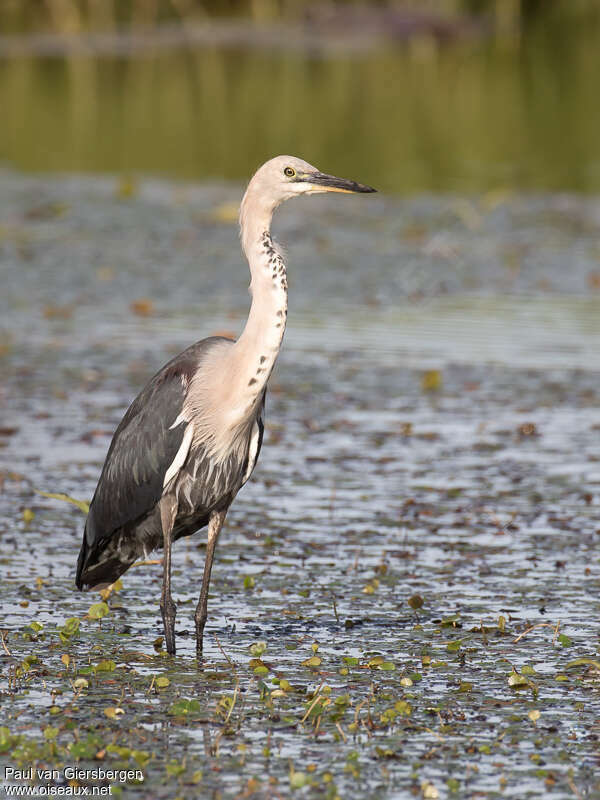 White-necked Heronadult post breeding, identification