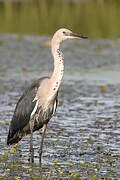 White-necked Heron