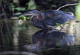 Agami Heron