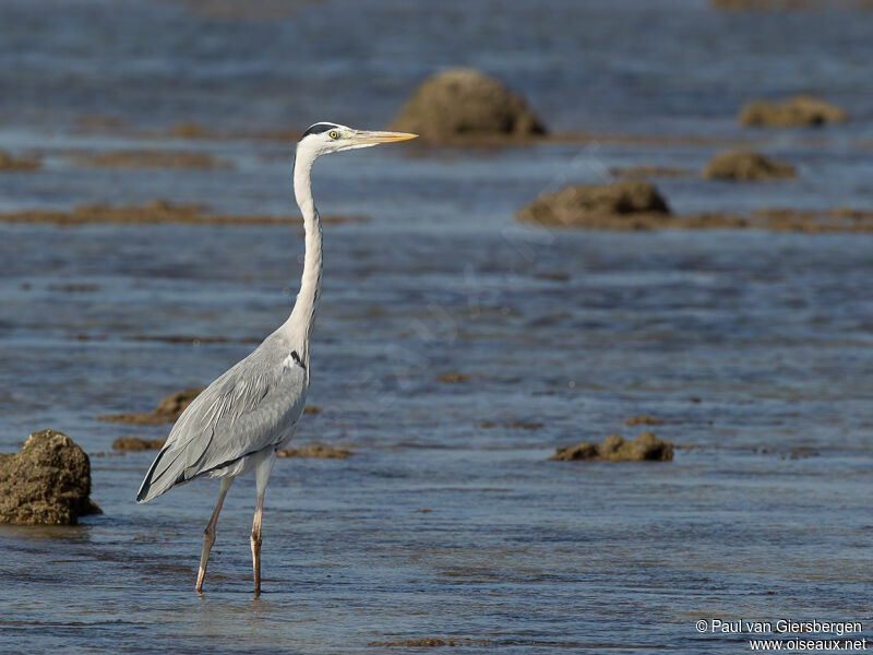 Grey Heron