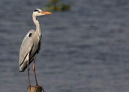 Grey Heron