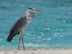 Grey Heron