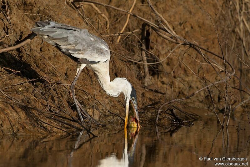 Cocoi Heron