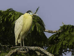 Capped Heron