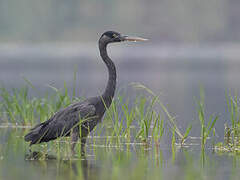 Humblot's Heron