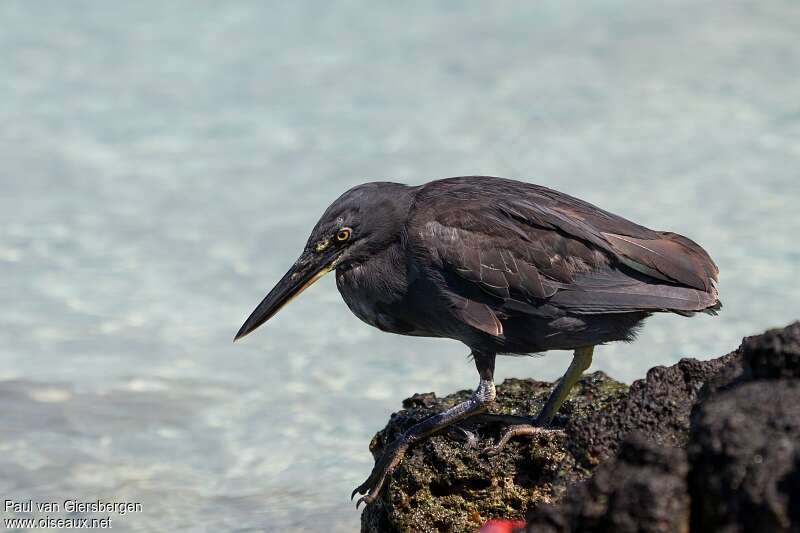 Héron des Galapagosadulte, pêche/chasse