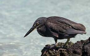 Héron des Galapagos