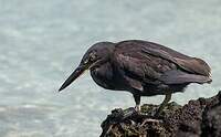 Héron des Galapagos