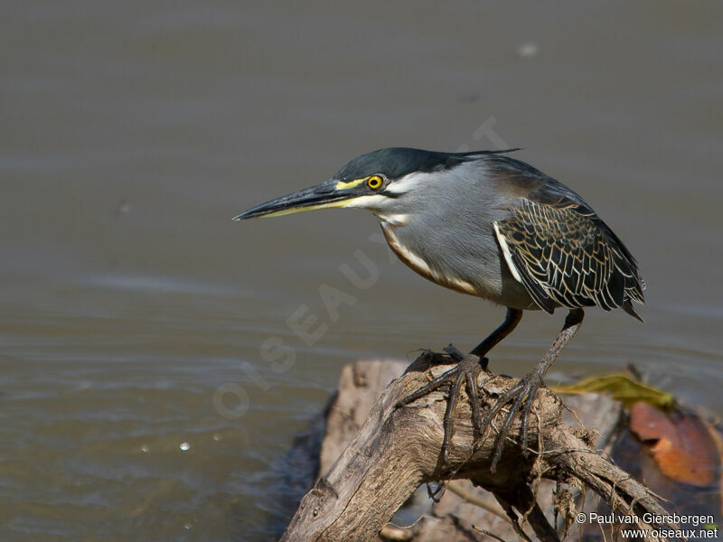 Little Heron