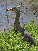 Whistling Heron