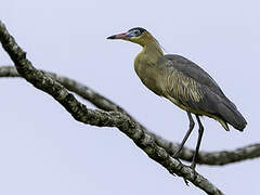 Whistling Heron