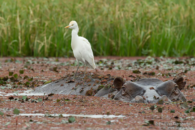 Western Cattle Egret