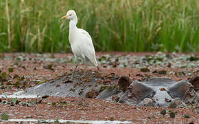 Western Cattle Egret