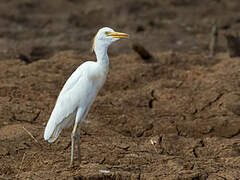 Western Cattle Egret