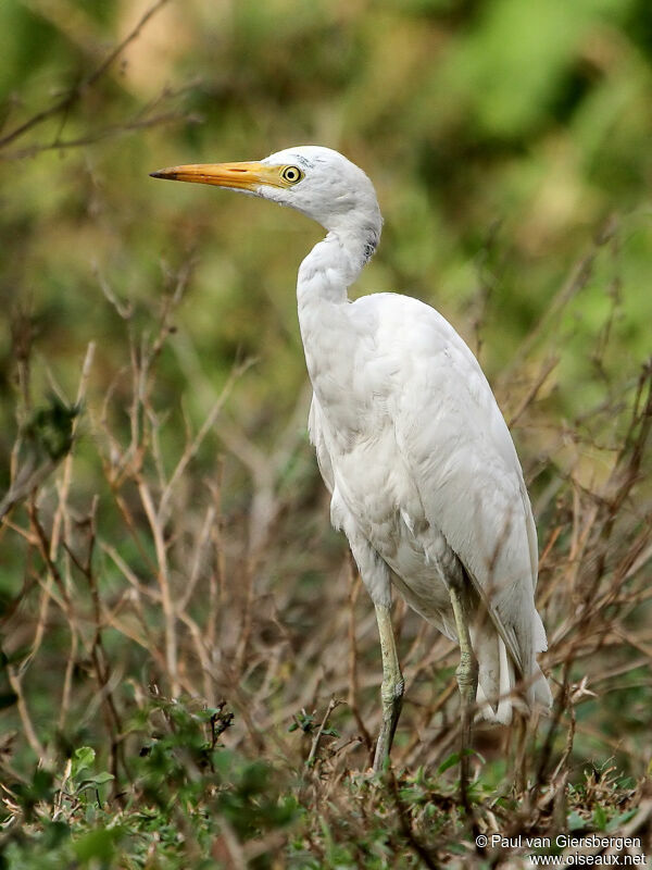 Western Cattle Egret