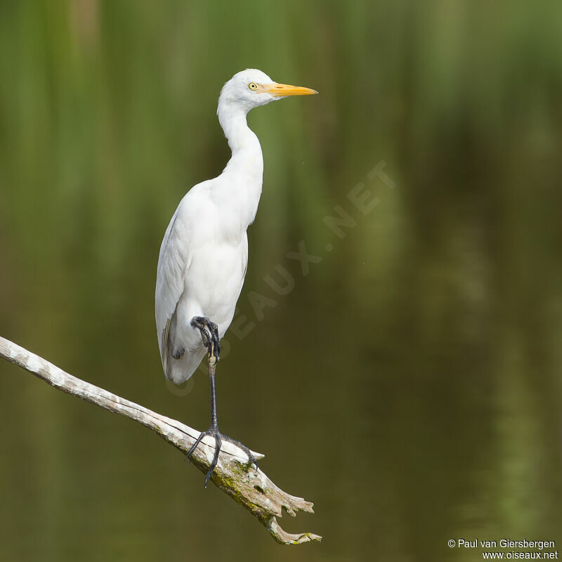 Western Cattle Egret