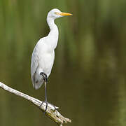 Western Cattle Egret