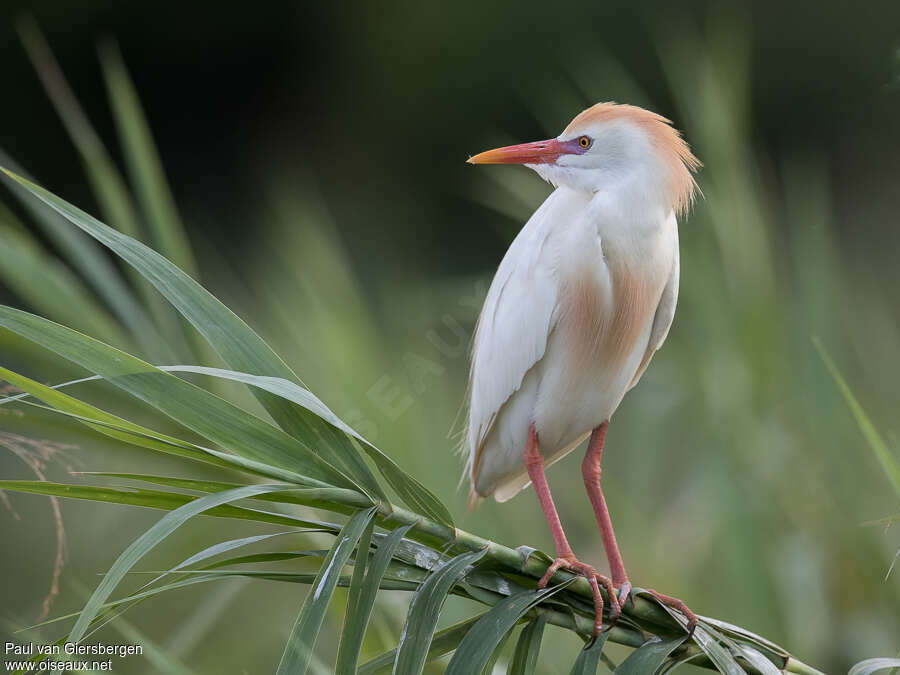 Western Cattle Egretadult breeding