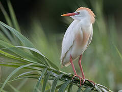 Western Cattle Egret