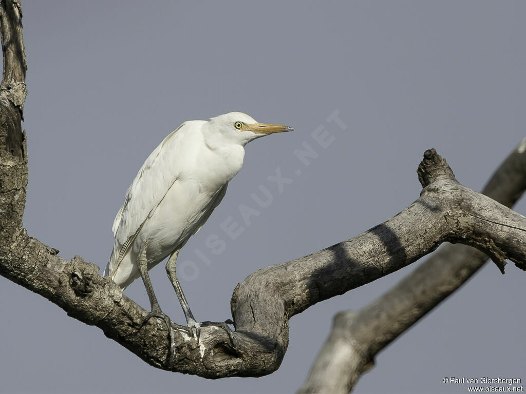 Western Cattle Egretadult