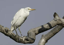 Western Cattle Egret