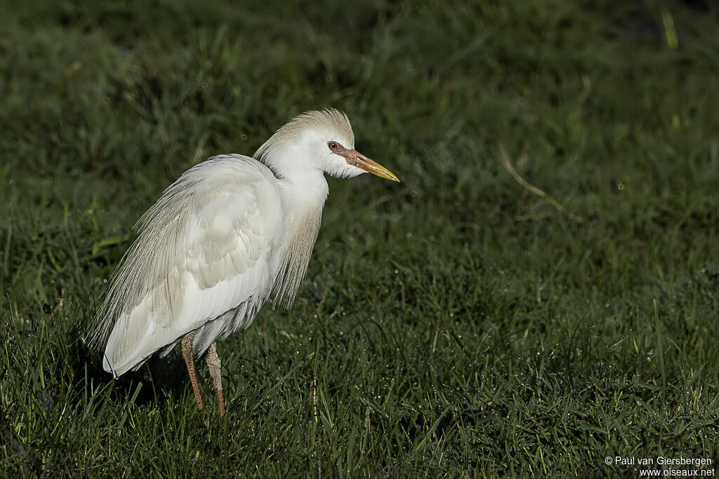 Western Cattle Egretadult