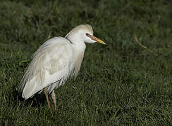 Western Cattle Egret