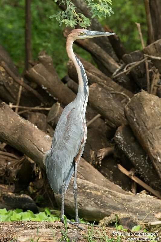 Héron goliath