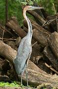 Goliath Heron