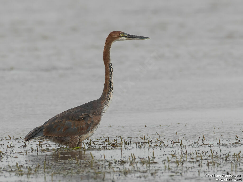 Goliath Heronadult