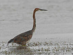 Goliath Heron