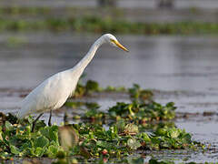 Medium Egret