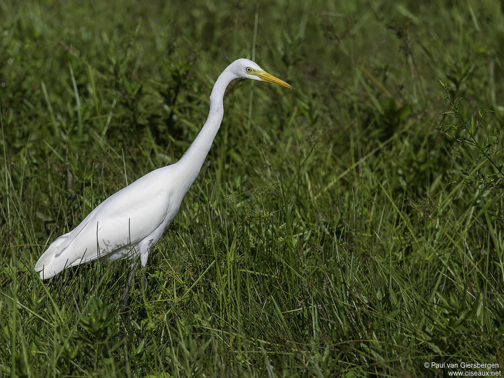 Medium Egretadult