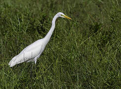 Medium Egret