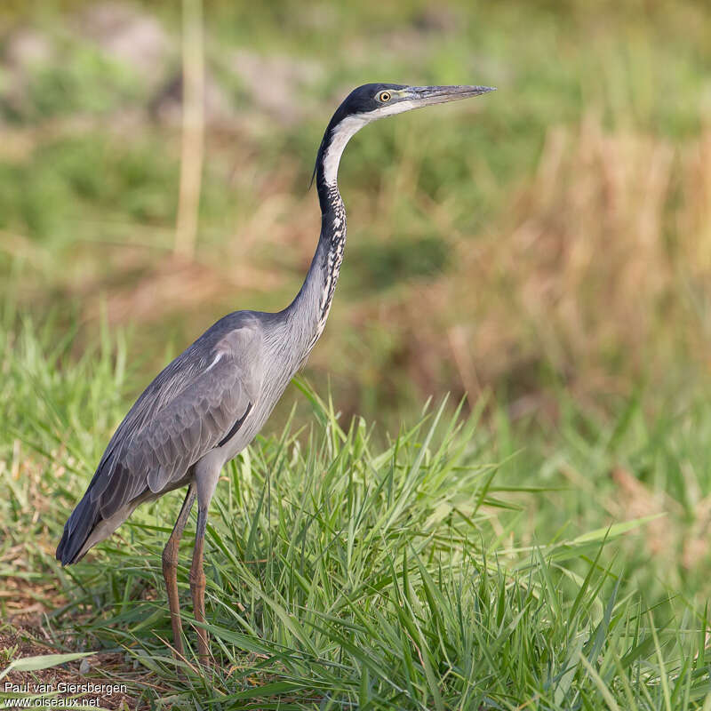 Black-headed Heronadult