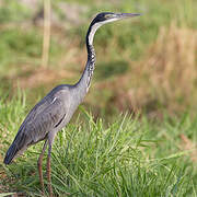 Black-headed Heron