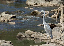 Black-headed Heron