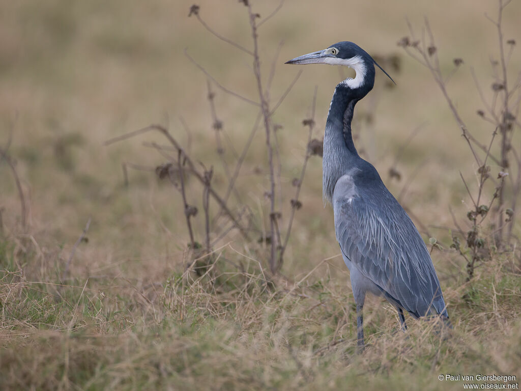 Black-headed Heronadult