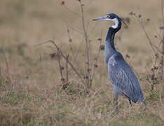 Black-headed Heron