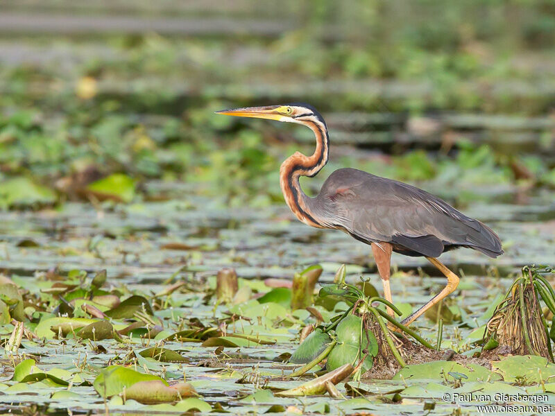 Purple Heron