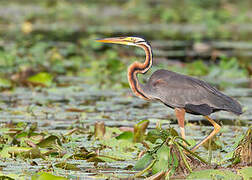 Purple Heron